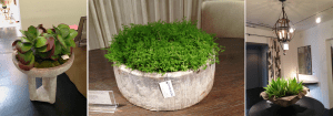 Gregorious-Pineo-Greenery-Series