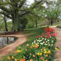 Springtime in Virginia and Washington D.C.