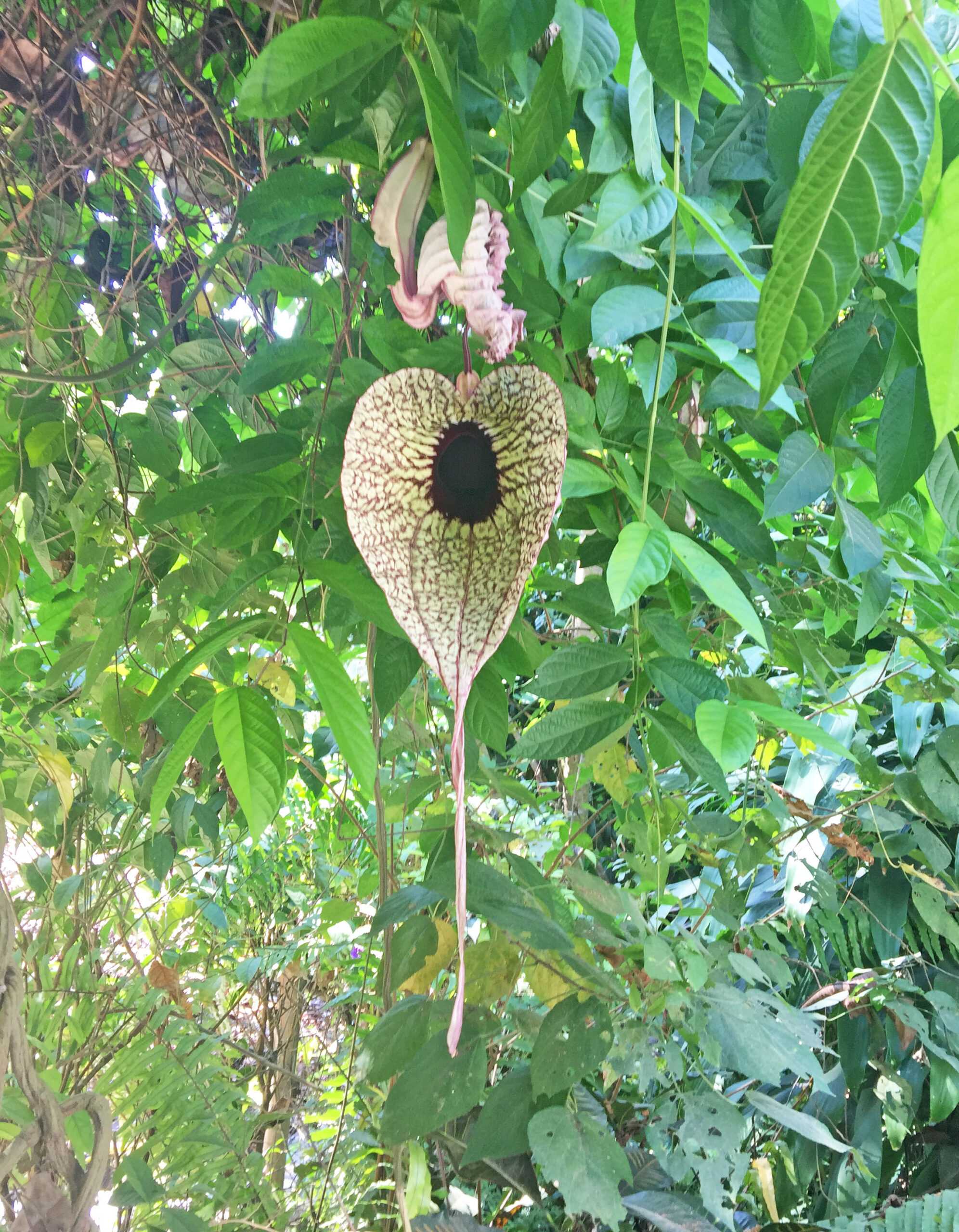 Botanical Garden of Cartagena Guillermo Pineres