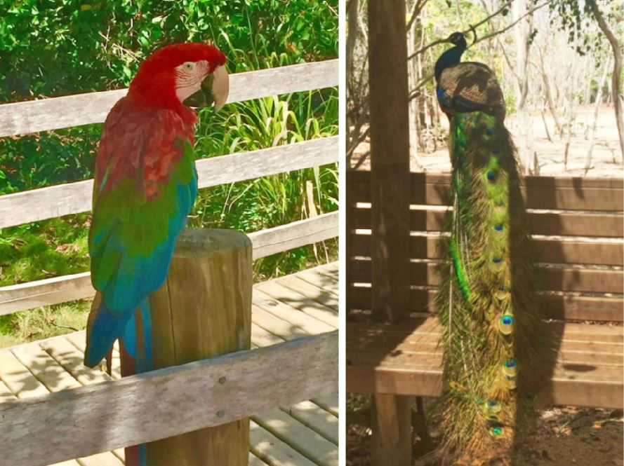 The National Aviary of Colombia 